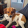 blanket, brown_and_white, canine, companion, cozy, curious, cute, dog, domestic_animal, foot, furniture, home, indoor, laying_down, looking_at_camera, pet, pink_sock, relaxed, small_dog, sock