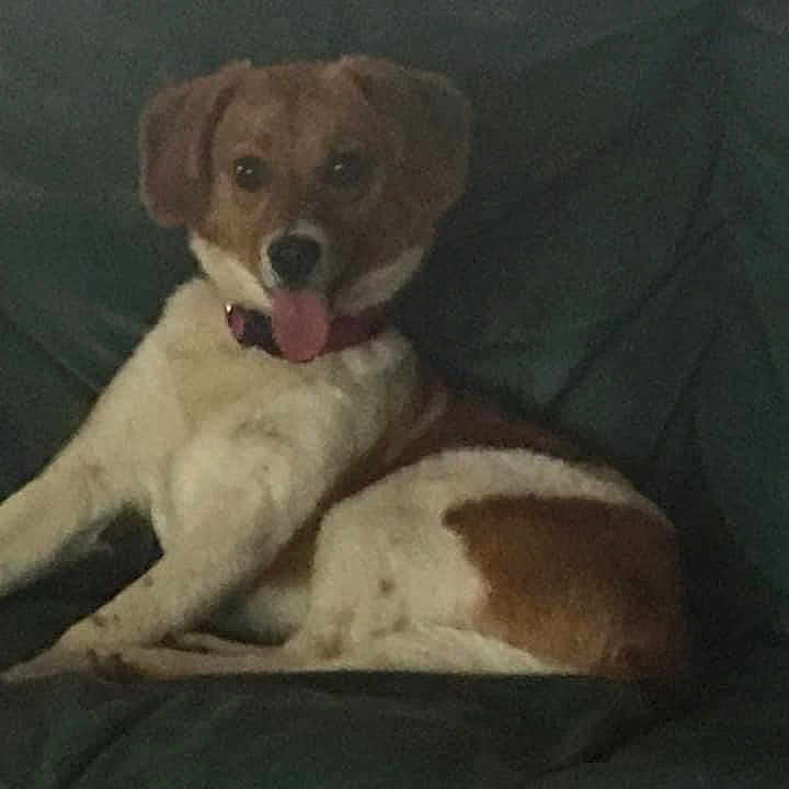 Ruby is registered to the contest to win money with this photo: dog, pet, couch, indoor, relaxed, brown, white, tongue_out, collar, canine, animal, fur, seated, comfort, living_room, domestic, happy, resting, mammal, companion