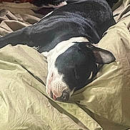Bill joined the competition — help win amazing prizes! bed, black_and_white, blanket, canine, comfort, cozy, dog, domestic_animal, ear, fur, indoors, lying_down, peaceful, pet, quiet, relaxed, resting, sleeping, snout, tongue_out