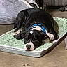 Bill is registered to the contest to win money with this photo: animal, black_and_white, blue_collar, canine, comfort, companion, cozy, dog, domestic, floor, household, indoor, mattress, nap, peaceful, pet_bed, quiet, relaxed, resting, sleeping
