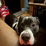 Bill joined the competition — help win amazing prizes! dog, black_and_white, indoor, couch, furniture, curious, pet, canine, close_up, floor, wooden, bottle_pack, soda, living_room, household, domestic_animal, resting, face, animal, companion