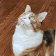 Pumpkin is registered to the contest to win money with this photo: cat, calico, green_eyes, curious, looking_up, wooden_floor, indoor, pet, animal, whiskers, fur, white, orange, black, domestic_cat, cute, sitting, closeup, house, flooring