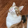 cat, calico, green_eyes, curious, looking_up, wooden_floor, indoor, pet, animal, whiskers, fur, white, orange, black, domestic_cat, cute, sitting, closeup, house, flooring