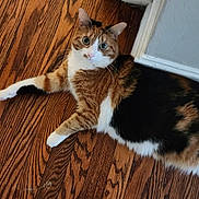Pumpkin is registered to the contest to win money with this photo: alert, animal, baseboard, calico, cat, curious, cute, domestic_animal, ears, feline, flooring, fur, house, indoor, laying_down, mammal, pet, relaxed, whiskers, wooden_floor