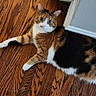 Pumpkin is registered to the contest to win money with this photo: cat, calico, wooden_floor, indoor, pet, feline, curious, alert, whiskers, ears, flooring, domestic_animal, house, baseboard, relaxed, laying_down, fur, animal, mammal, cute