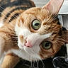 Pumpkin is registered to the contest to win money with this photo: cat, green_eyes, orange_fur, white_fur, whiskers, curious, close_up, pet, indoor, feline, cute, animal, portrait, tilted_head, domestic_cat, eye_contact, soft_light, fur_pattern, alert, close_range
