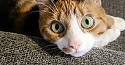 Pumpkin joined the competition — help win amazing prizes! cat, calico, pet, indoor, couch, furniture, curious, green_eyes, whiskers, face, paw, relaxed, close_up, animal, cute, domestic, fur, looking, home, texture