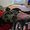 dog, dogs, black_dog, pet, animal, portrait, close_up, lying_down, relaxed, curious, large_nose, brown_eyes, floppy_ears, blanket, couch, living_room, indoor, home, carpet, cozy