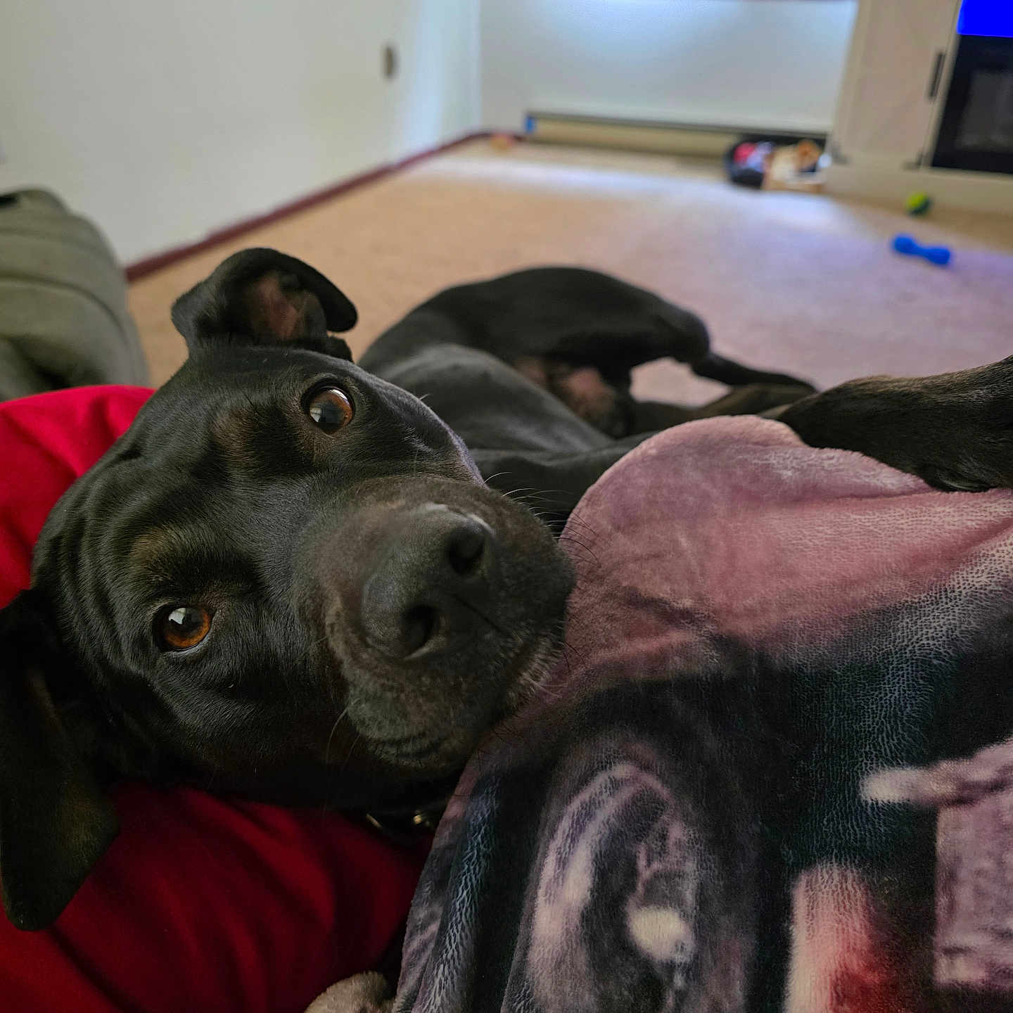 Bandit joined the competition — help win amazing prizes! dog, dogs, black_dog, pet, animal, portrait, close_up, lying_down, relaxed, curious, large_nose, brown_eyes, floppy_ears, blanket, couch, living_room, indoor, home, carpet, cozy
