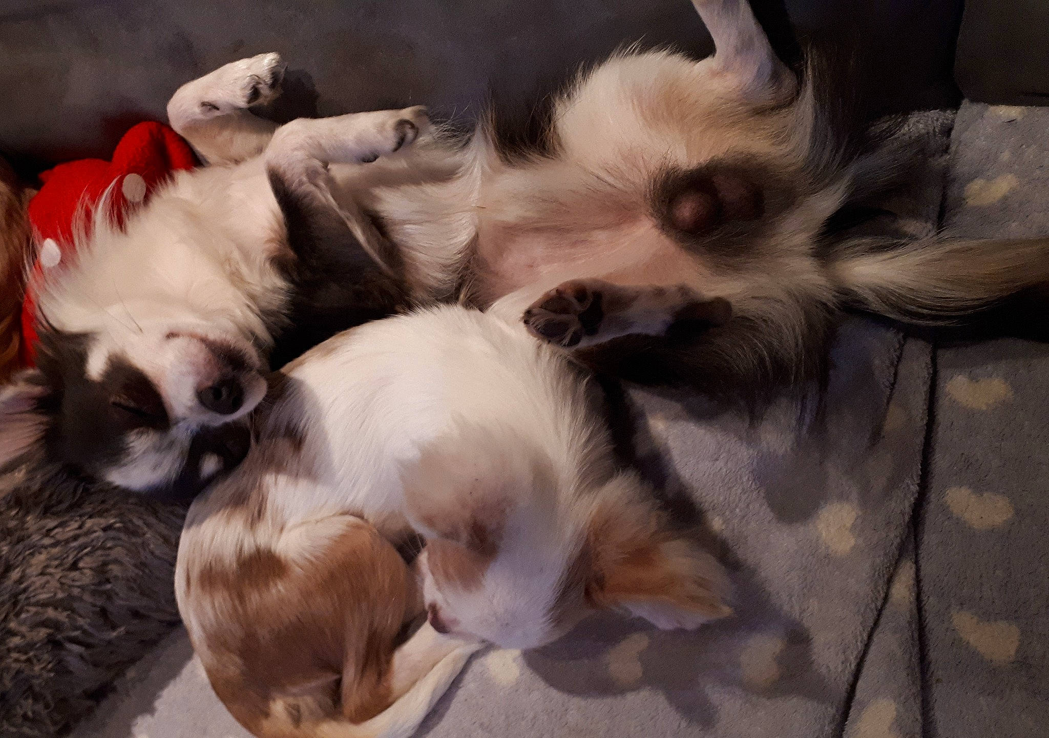 Snoopy participe au concours pour gagner de l'argent avec cette photo : australian_shepherd, canidae, carnivore, companion_dog, dog, dog_breed, mammal, non_sporting_group, puppy, puppy_love, shih_tzu, sporting_group, toy_dog, vertebrate