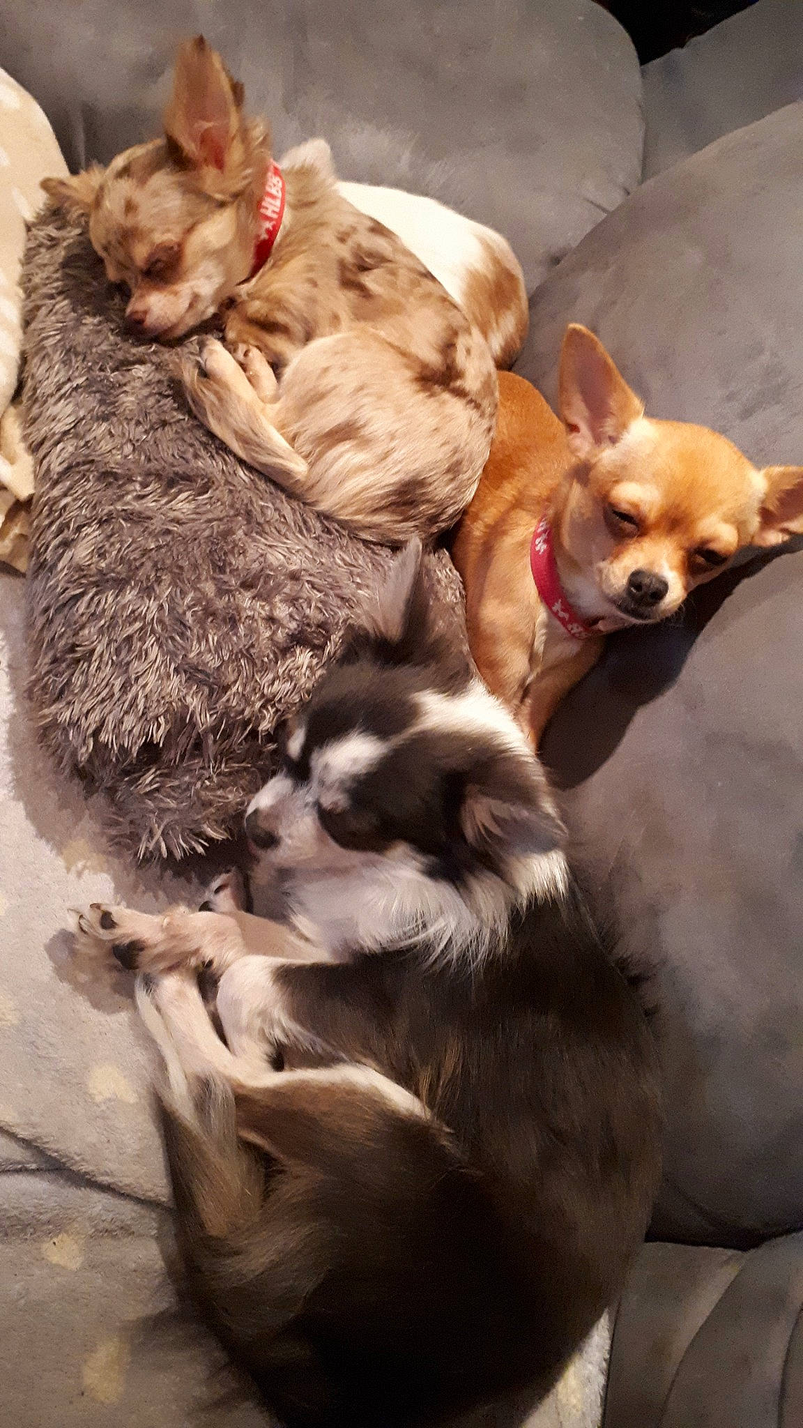 Snoopy participe au concours pour gagner de l'argent avec cette photo : canidae, carnivore, chihuahua, companion_dog, corgi_chihuahua, dog, dog_breed, ear, fawn, mammal, pembroke_welsh_corgi, puppy, puppy_love, snout, tail, toy_dog, welsh_corgi