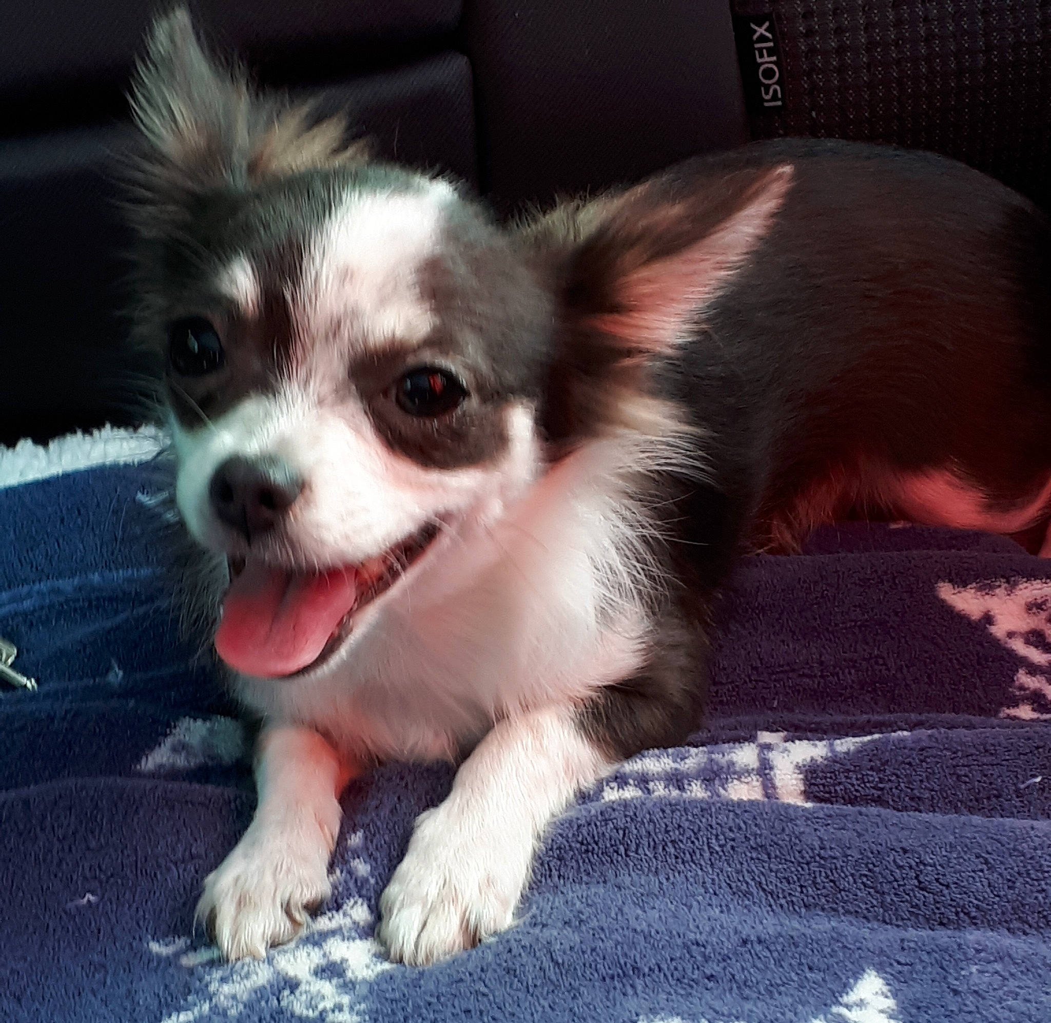 Snoopy participe au concours pour gagner de l'argent avec cette photo : canidae, carnivore, chihuahua, companion_dog, dog, dog_breed, ear, mammal, nose, puppy, sky, snout, sporting_group, toy_dog, vertebrate, whiskers