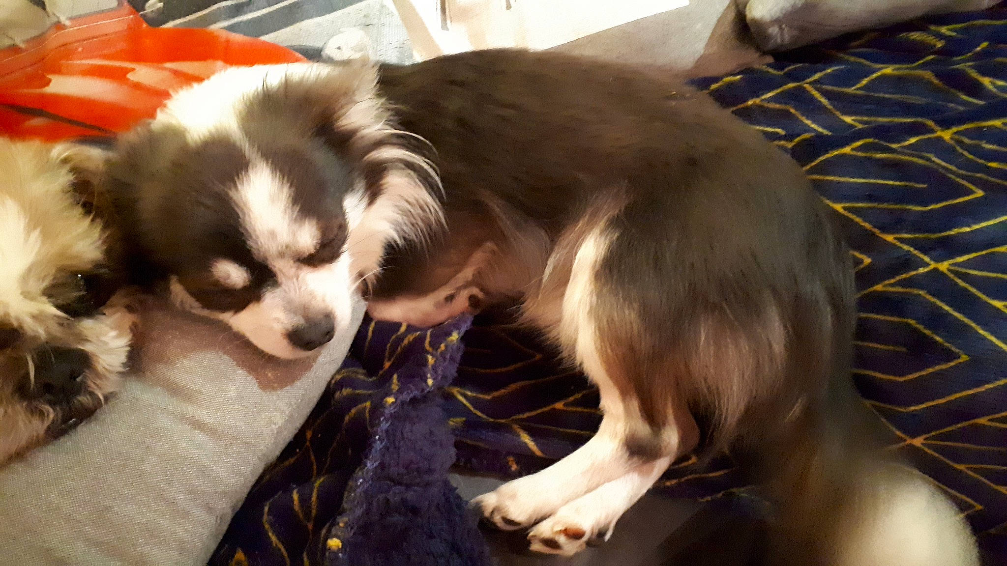 Snoopy a rejoint le concours — aidez-le/la à gagner de superbes lots ! australian_shepherd, border_collie, canidae, carnivore, companion_dog, dog, dog_breed, mammal, miniature_australian_shepherd, puppy, small_greek_domestic_dog, snout, sporting_group, vertebrate