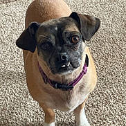 Gemma joined the competition — help win amazing prizes! dog, small_dog, pet, indoor, carpet, beige_carpet, brown_dog, black_muzzle, purple_collar, standing, looking_up, cute, animal, canine, domestic_animal, fur, ears, tail, four_legs, expression