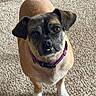 dog, small_dog, pet, indoor, carpet, beige_carpet, brown_dog, black_muzzle, purple_collar, standing, looking_up, cute, animal, canine, domestic_animal, fur, ears, tail, four_legs, expression
