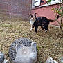 Maya a rejoint le concours — aidez-le/la à gagner de superbes lots ! cat, calico_cat, grass, yard, brick_wall, house, window, hedgehog_sculpture, hedgehog_figurine, outdoor, animal, pet, curious, nature, plant, shrub, dry_grass, daylight, garden_decor, mammal