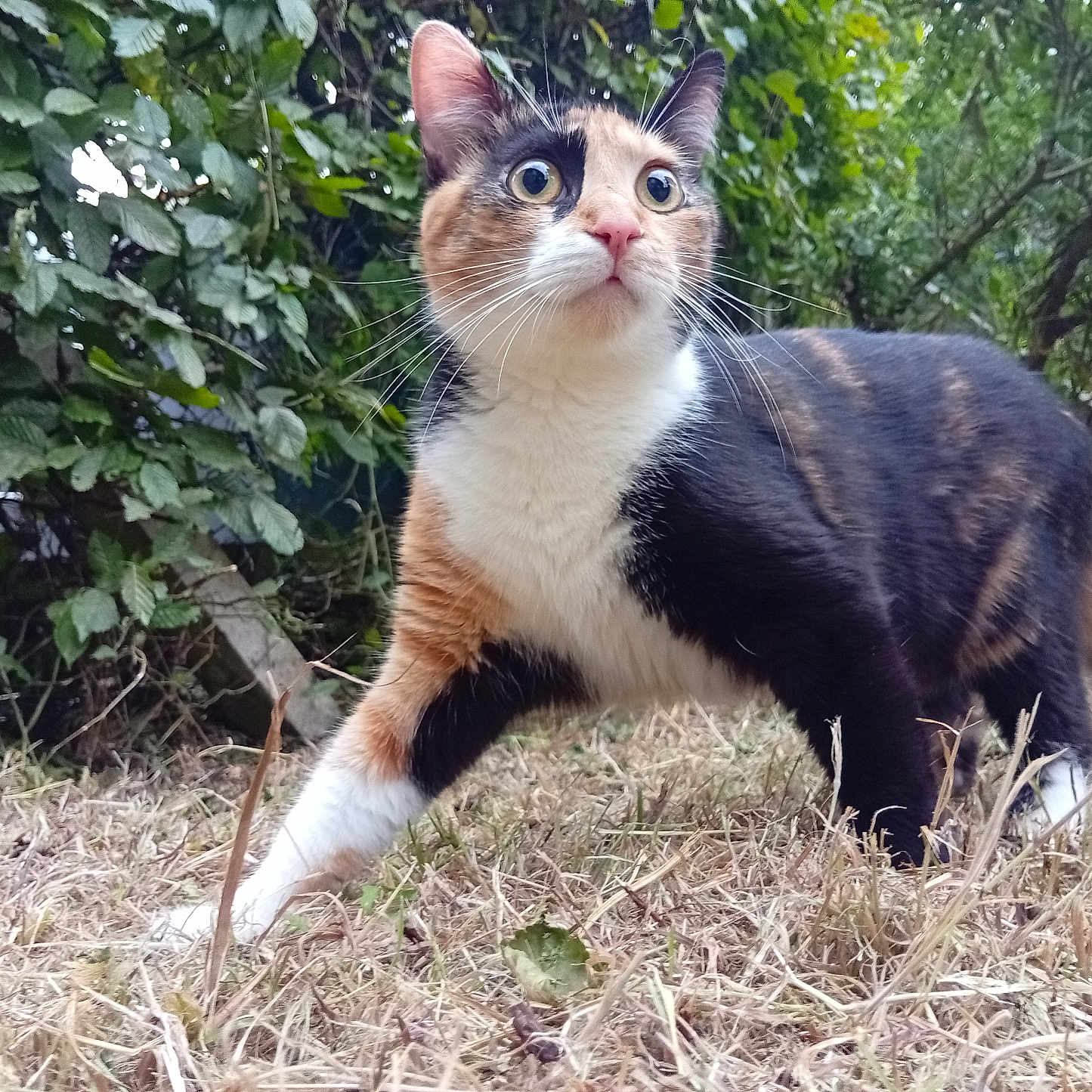 Maya a rejoint le concours — aidez-le/la à gagner de superbes lots ! alert, animal, bushes, calico, cat, closeup, curious, daylight, eyes, fur, grass, greenery, ground, mammal, nature, outdoor, pet, walking, whiskers, wildlife