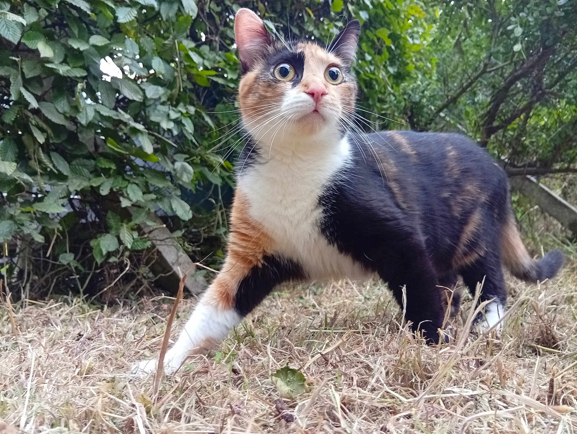 Maya a rejoint le concours — aidez-le/la à gagner de superbes lots ! cat, calico, animal, outdoor, grass, greenery, bushes, fur, whiskers, eyes, alert, nature, pet, mammal, walking, curious, wildlife, closeup, daylight, ground