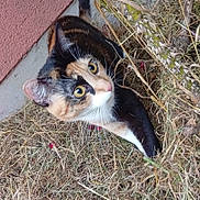 Maya a rejoint le concours — aidez-le/la à gagner de superbes lots ! cat, calico, animal, pet, outdoor, grass, dry, nature, fur, whiskers, ears, eyes, curious, ground, plant, texture, wild, closeup, mammal, cute
