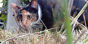 Maya participe au concours pour gagner de l'argent avec cette photo : cat, calico_cat, grass, outdoor, animal, pet, nature, curious, close_up, dry_grass, feline, whiskers, ears, nose, ground_level, blurred, eyes, stalk, crouching, wildlife
