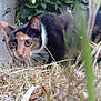 cat, calico_cat, grass, outdoor, animal, pet, nature, curious, close_up, dry_grass, feline, whiskers, ears, nose, ground_level, blurred, eyes, stalk, crouching, wildlife