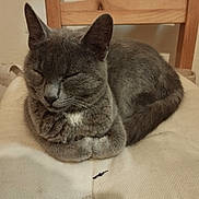 Gallette participe au concours pour gagner de l'argent avec cette photo : cat, gray_cat, sleeping, pet, animal, indoor, chair, wooden_chair, cushion, resting, feline, cozy, fur, whiskers, domestic_animal, quiet, calm, comfortable, cute, home
