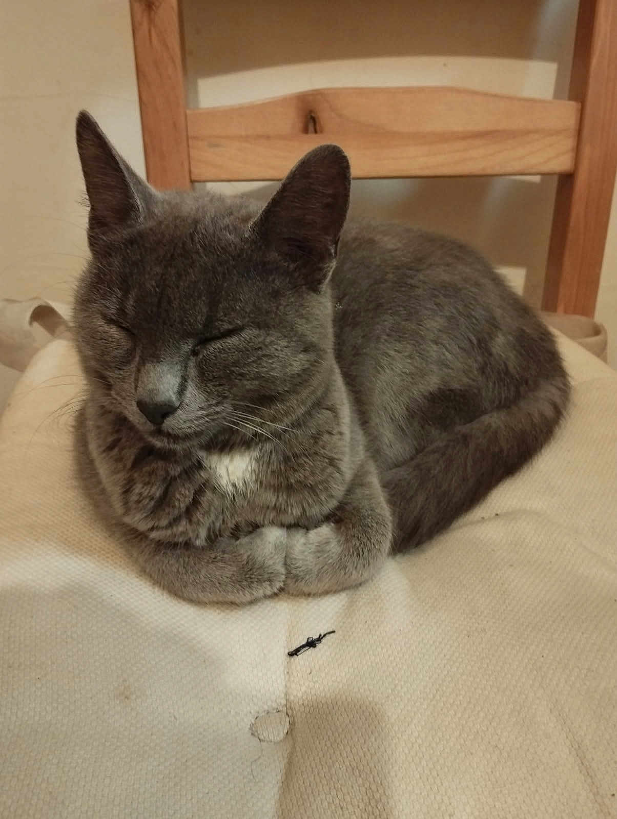 Gallette participe au concours pour gagner de l'argent avec cette photo : cat, gray_cat, sleeping, pet, animal, indoor, chair, wooden_chair, cushion, resting, feline, cozy, fur, whiskers, domestic_animal, quiet, calm, comfortable, cute, home