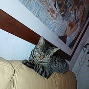 Zebulon a rejoint le concours — aidez-le/la à gagner de superbes lots ! cat, tabby, sleeping, couch, leather, indoor, painting, wall, framed_art, relaxing, furniture, pet, animal, cozy, resting, home, quiet, domestic, mammal, feline