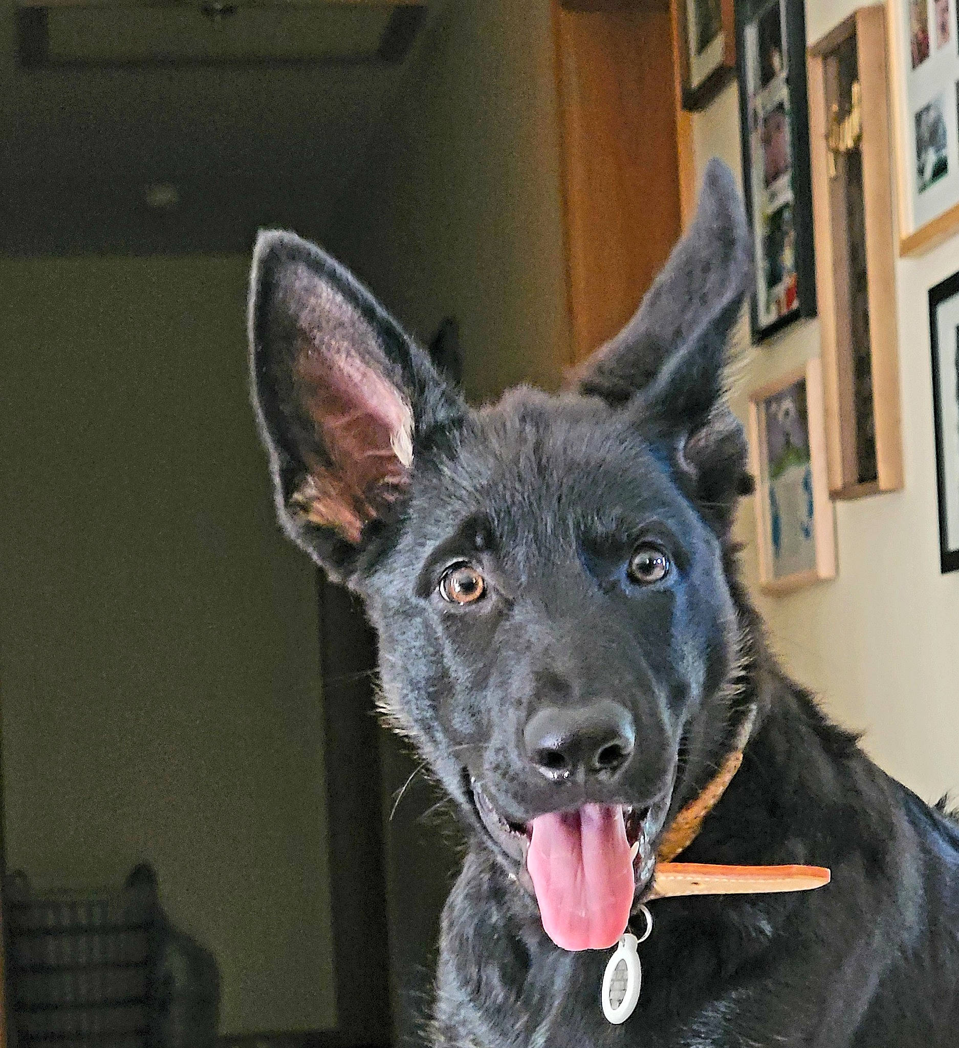 Luna is registered to the contest to win money with this photo: canidae, carnivore, collar, companion_dog, dog, dog_breed, dog_collar, eye, fawn, fur, guard_dog, head, herding_dog, jaw, picture_frame, sporting_group, vertebrate, whiskers, working_animal, working_dog