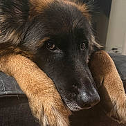 Kaiser is registered to the contest to win money with this photo: black_fur, brown_fur, close_up, companion, couch, dog, domestic_animal, ears, eyes, fur, german_shepherd, indoor, muzzle, nose, paws, pet, portrait, resting, sleepy, whiskers