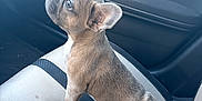 Penny joined the competition — help win amazing prizes! dog, puppy, french_bulldog, car, car_interior, seat, curious, pet, animal, ears, fur, side_view, looking_up, small_dog, canine, domestic_animal, young_dog, portrait, indoors, cute