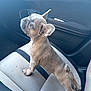 dog, puppy, french_bulldog, car, car_interior, seat, curious, pet, animal, ears, fur, side_view, looking_up, small_dog, canine, domestic_animal, young_dog, portrait, indoors, cute