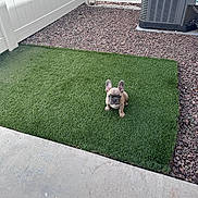 Penny is registered to the contest to win money with this photo: puppy, french_bulldog, dog, grass, artificial_grass, concrete, patio, fence, air_conditioner, outdoor, backyard, small_dog, pet, curious, ears, sitting, young_animal, rock, sunlight, ground