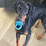 Beaux joined the competition — help win amazing prizes! dog, doberman, puppy, toy, blue_ring, wooden_floor, indoor, pet, animal, black_and_tan, curious, playful, young, ears, paws, looking_up, standing, companion, domestic, cute