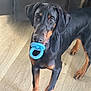 dog, doberman, puppy, toy, blue_ring, wooden_floor, indoor, pet, animal, black_and_tan, curious, playful, young, ears, paws, looking_up, standing, companion, domestic, cute