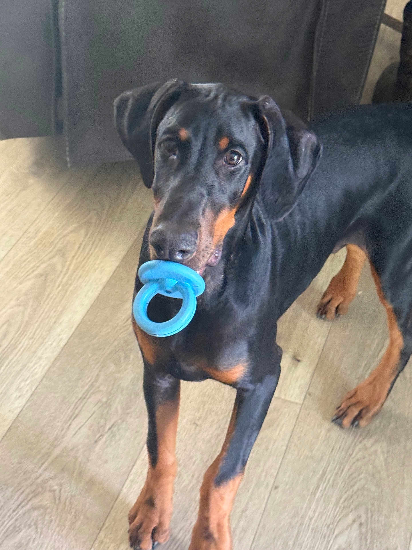 Beaux joined the competition — help win amazing prizes! dog, doberman, puppy, toy, blue_ring, wooden_floor, indoor, pet, animal, black_and_tan, curious, playful, young, ears, paws, looking_up, standing, companion, domestic, cute