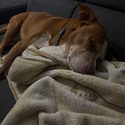 Hammer is registered to the contest to win money with this photo: animal, blanket, brown_dog, canine, collar, comfort, couch, cozy, dog, fur, home, indoor, nap, peaceful, pet, quiet, relaxed, resting, sleeping, snug