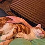 cat, orange_cat, tabby, sleeping, pet, lap, human_hand, couch, striped_cushion, upholstery, jeans, green_shirt, fur, whiskers, pink_nose, cozy, indoor, relaxation, close_up, home_interior