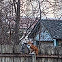 Gingeroot joined the competition — help win amazing prizes! cat, ginger_cat, tabby, fence, wooden_fence, bird, cardinal, tree, bare_branches, backyard, house, roof, shingles, collar, perched, staring, winter, outdoor, pet, rustic