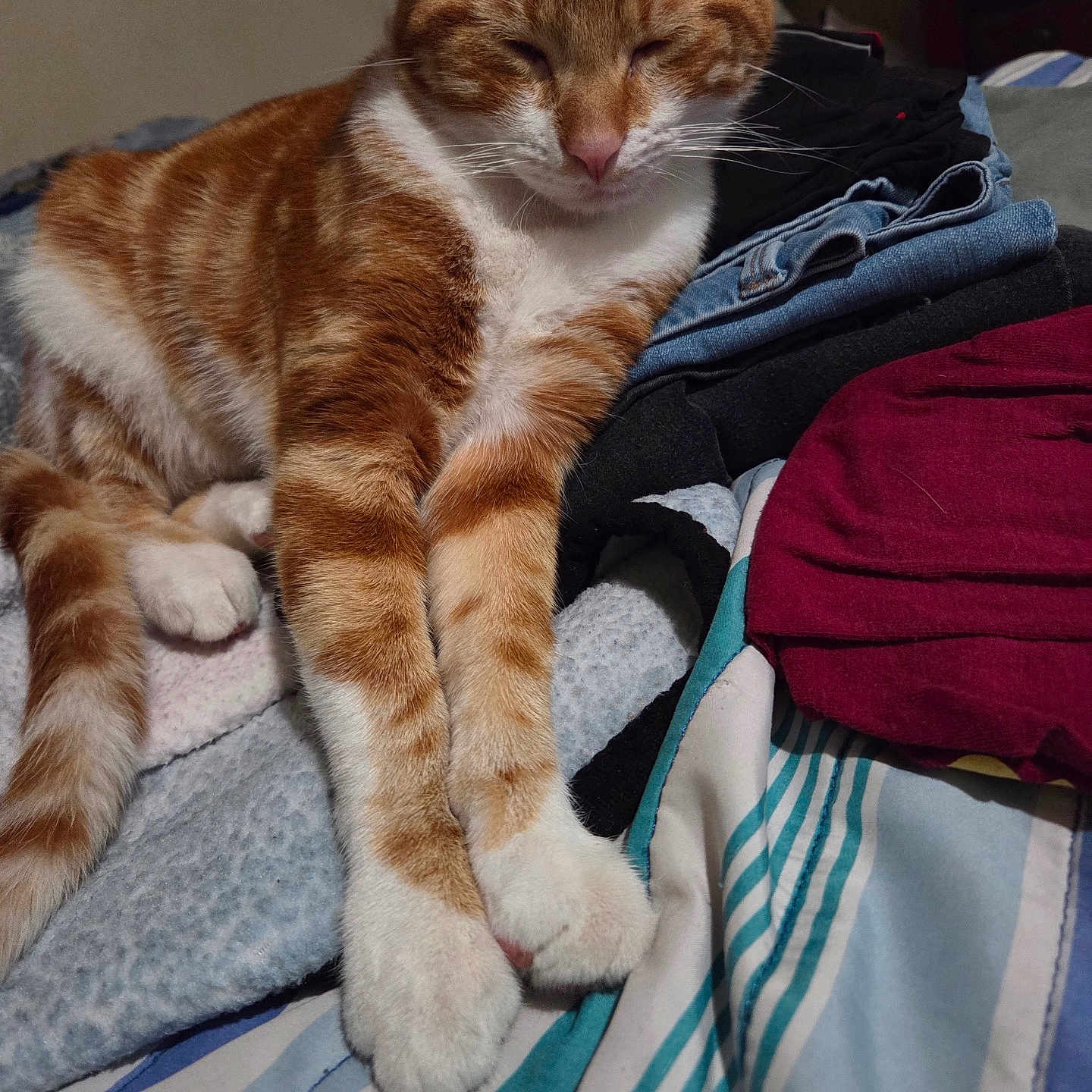 Gingeroot is registered to the contest to win money with this photo: bed, bedding, blanket, cat, close_up, clothing, folded_clothes, fur, ginger_cat, indoor, jeans, paw, paws, pet, portrait, relaxed, sleeping, striped, tabby, whiskers