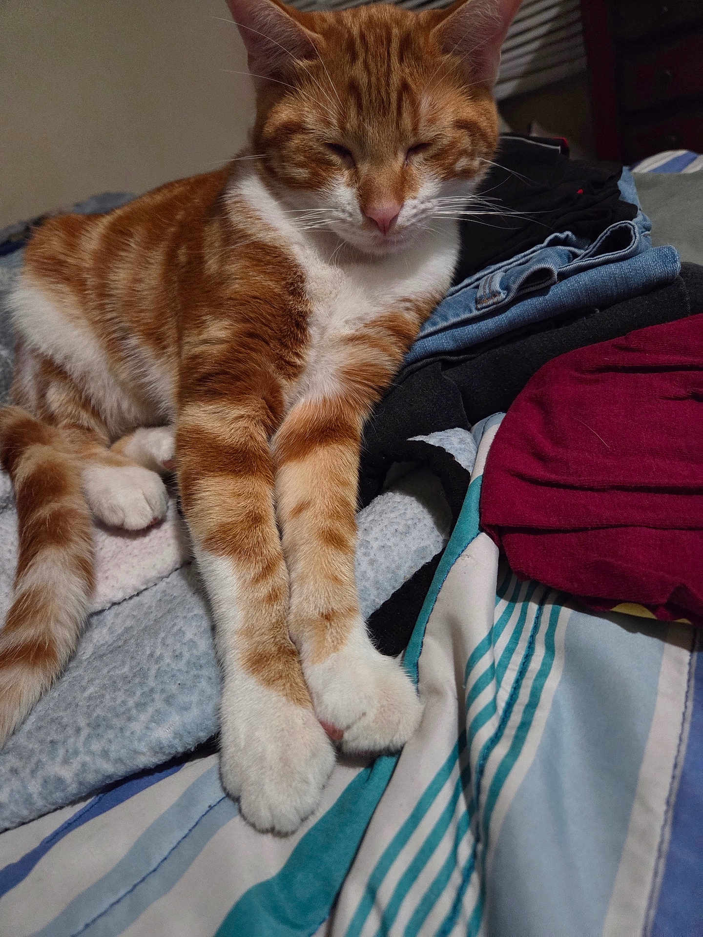 Gingeroot is registered to the contest to win money with this photo: cat, ginger_cat, tabby, pet, paw, paws, fur, whiskers, bed, blanket, clothing, jeans, folded_clothes, bedding, striped, indoor, sleeping, relaxed, close_up, portrait