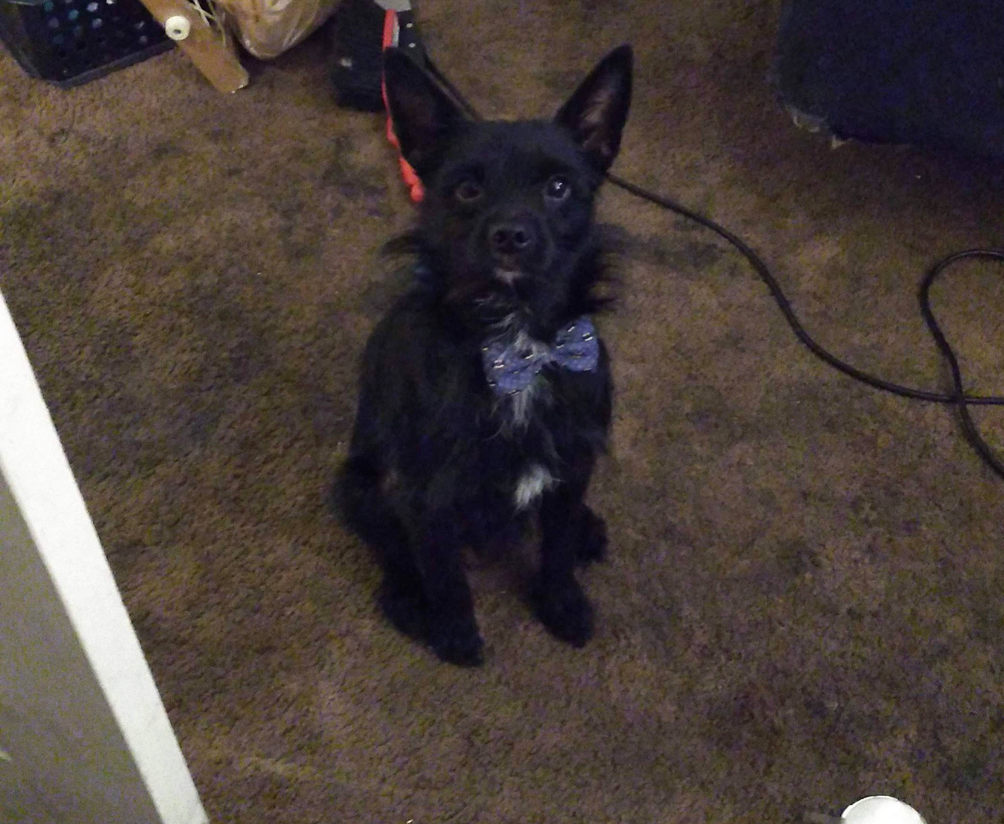 Cletus joined the competition — help win amazing prizes! canidae, carnivore, chihuahua, collar, companion_dog, corgi_chihuahua, dog, dog_breed, dog_collar, felidae, flooring, fur, non_sporting_group, sporting_group, tail, toy_dog, whiskers, working_animal