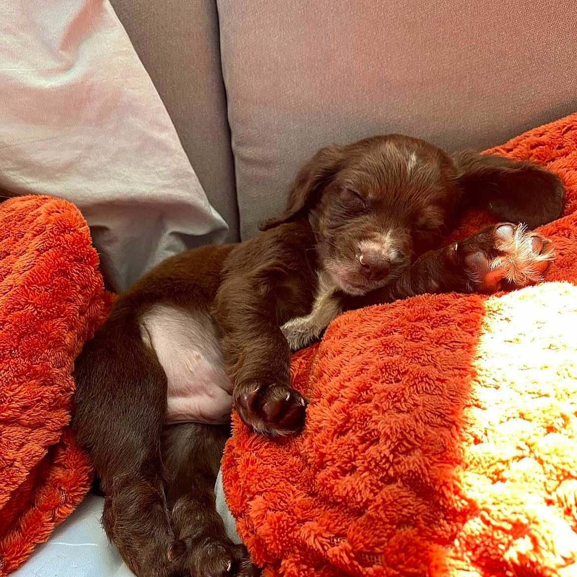 Toby