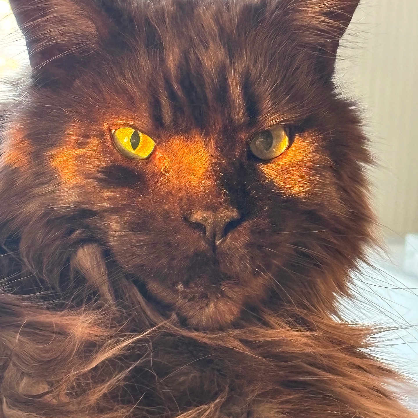 X-L a rejoint le concours — aidez-le/la à gagner de superbes lots ! animal, cat, closeup, cute, domestic_animal, ears, expression, face, feline, fluffy, fur, golden_eyes, indoors, majestic, mammal, nose, pet, portrait, sunlight, whiskers