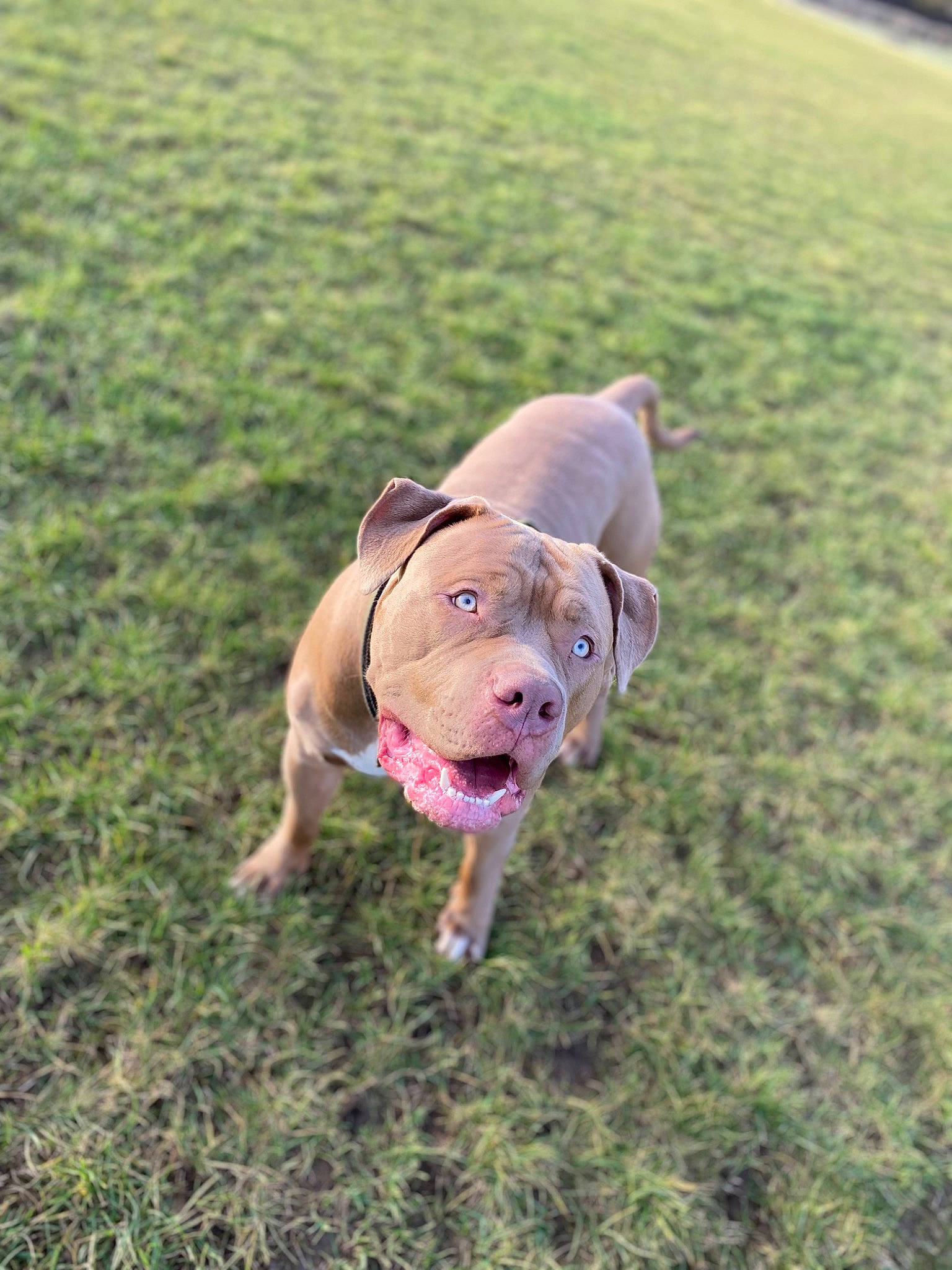 Creed is registered to the contest to win money with this photo: canidae, carnivore, collar, companion_dog, dog, dog_breed, dog_collar, fawn, grass, grassland, liver, meadow, pasture, pet_supply, plant, snout, sporting_group, tail, terrestrial_animal, working_animal