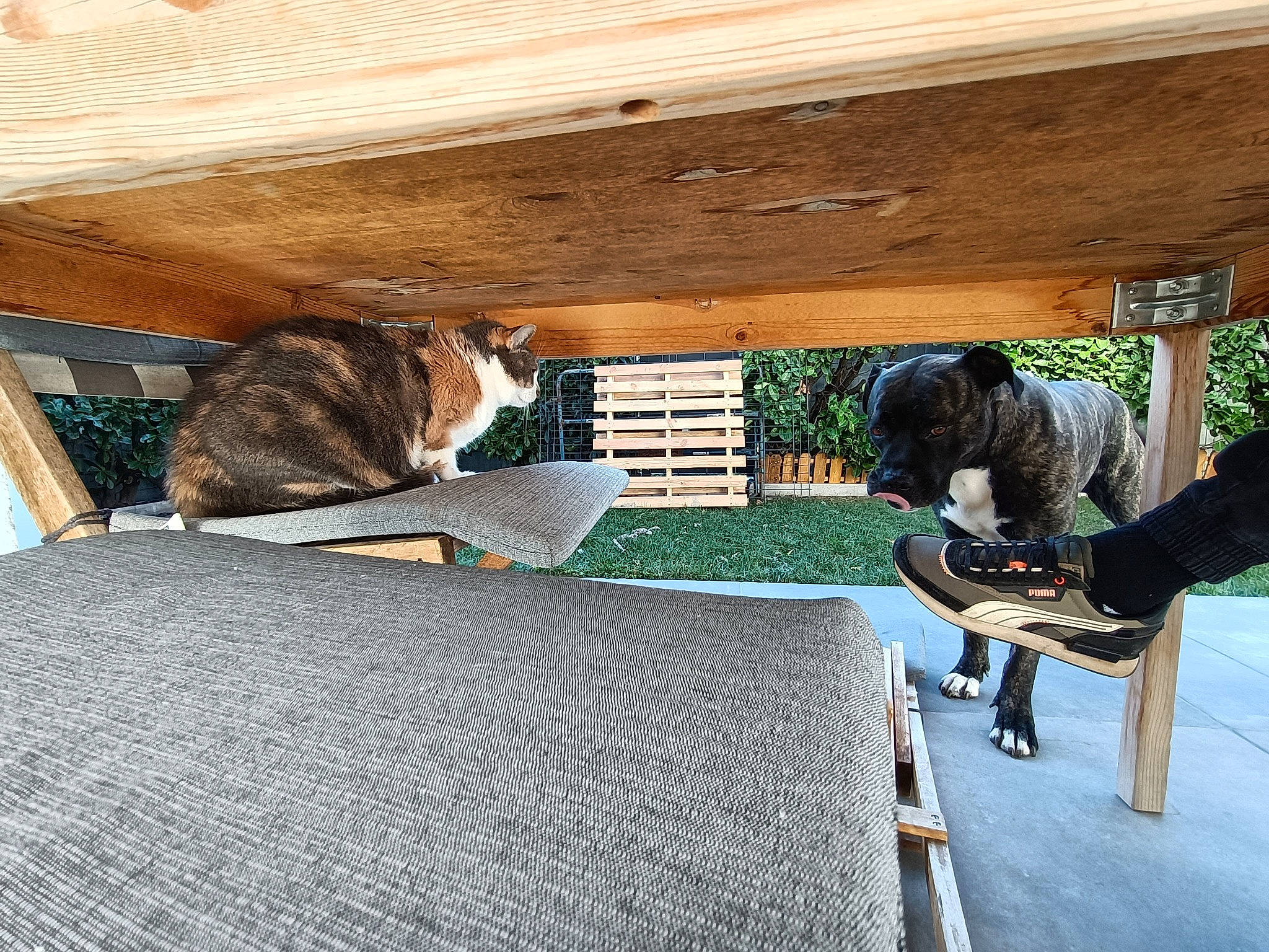Orko participe au concours pour gagner de l'argent avec cette photo : building, cat, comfort, concrete, felidae, flooring, grey, hardwood, house, leisure, plant, recreation, rolling, room, shade, skateboarder, sports_equipment, tints_and_shades, tree, wood