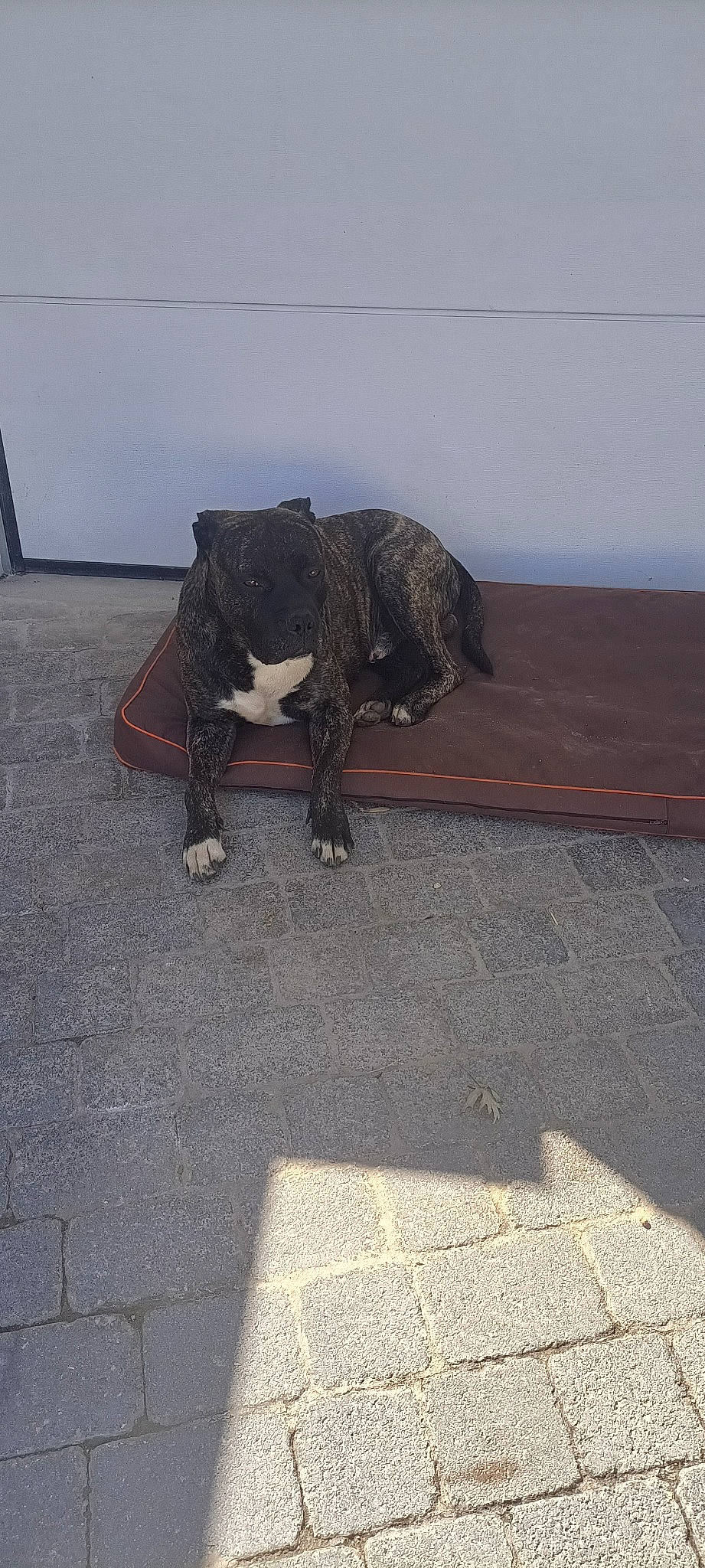 Orko participe au concours pour gagner de l'argent avec cette photo : art, asphalt, carnivore, dog_breed, fawn, felidae, floor, flooring, fur, grey, reptile, road_surface, small_to_medium_sized_cats, snout, sporting_group, tail, terrestrial_animal, wildlife, wood, working_animal