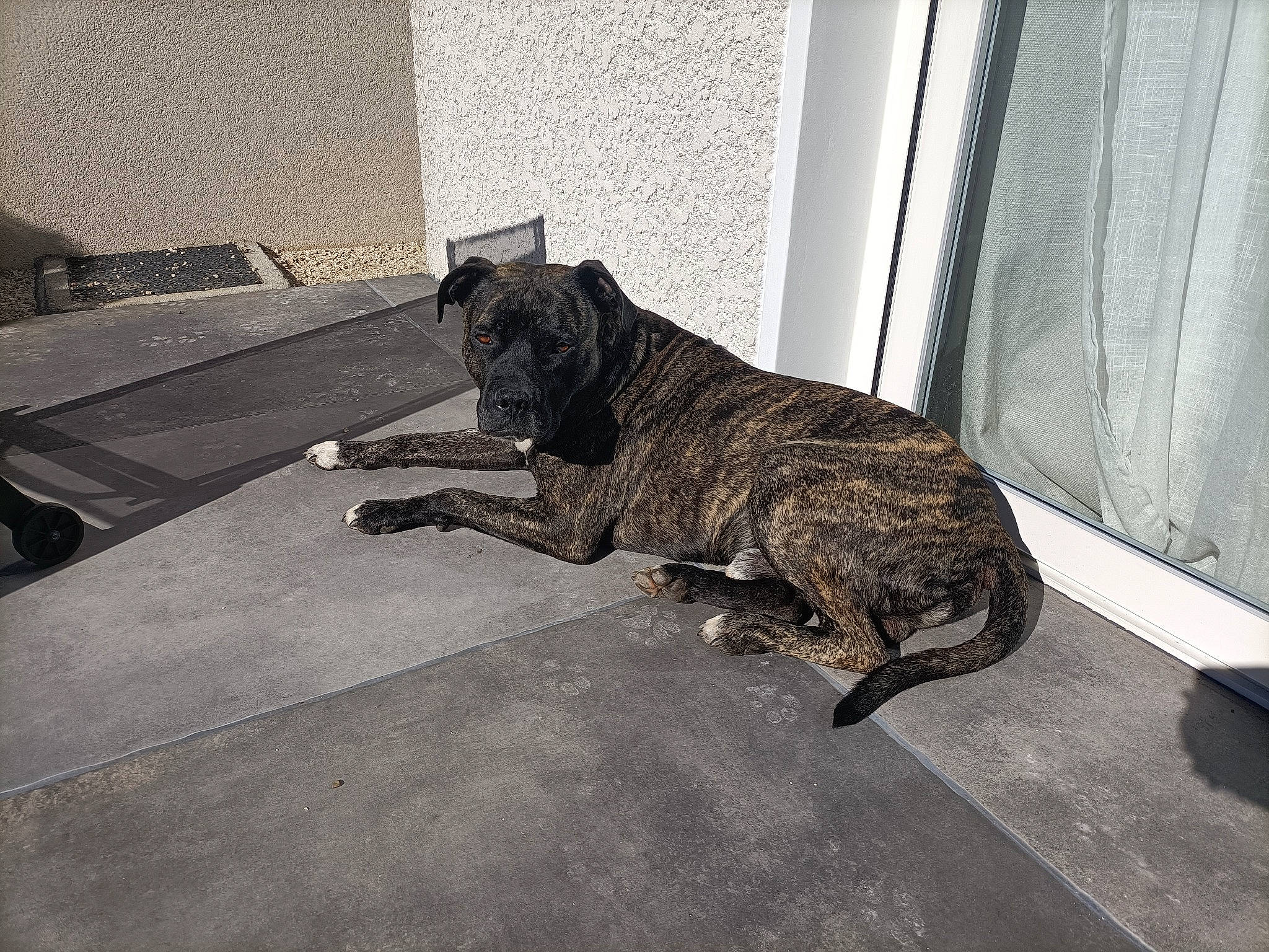 Orko participe au concours pour gagner de l'argent avec cette photo : canidae, carnivore, claw, dog_breed, domestic_short_haired_cat, felidae, floor, flooring, fur, grey, human_leg, metal, road_surface, small_to_medium_sized_cats, snout, sporting_group, tail, terrestrial_animal, whiskers, wood