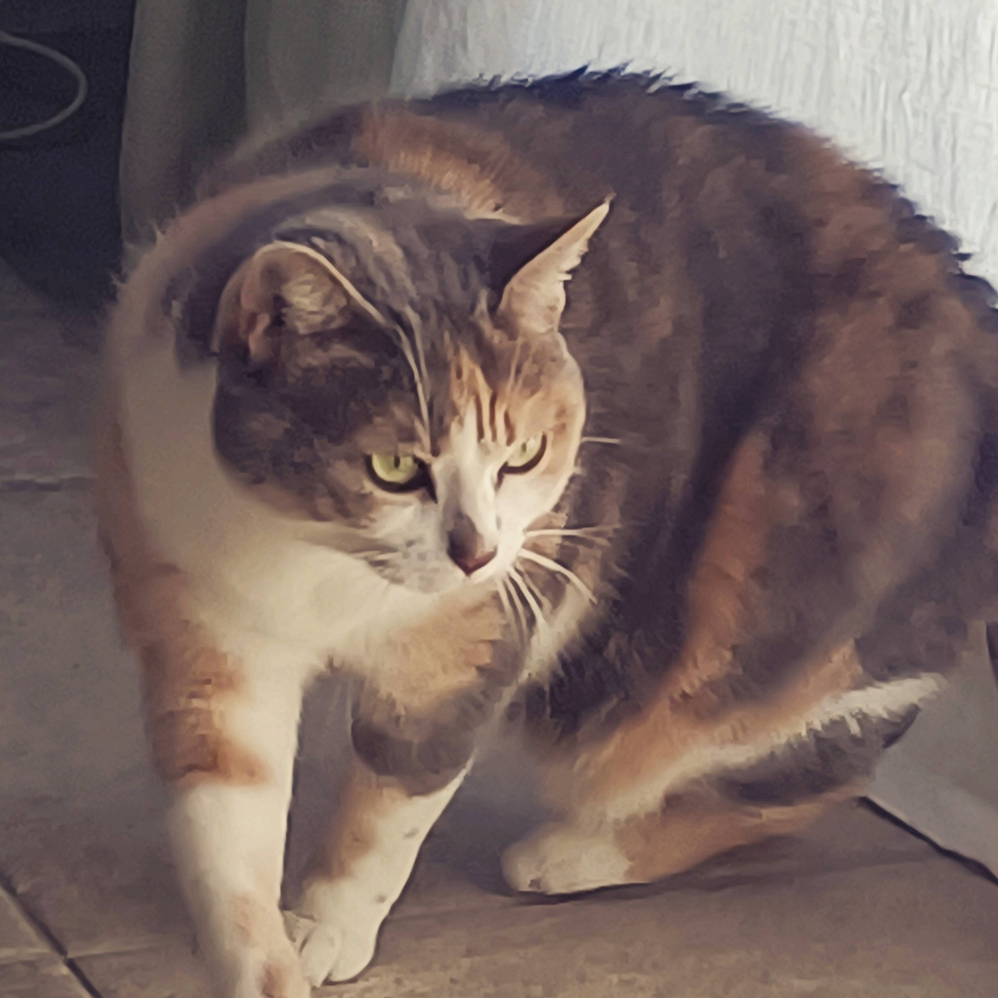 Frisquette participe au concours pour gagner de l'argent avec cette photo : carnivore, cat, claw, comfort, domestic_short_haired_cat, door, felidae, fur, metal, paw, photo_caption, small_to_medium_sized_cats, snout, tail, terrestrial_animal, whiskers, window