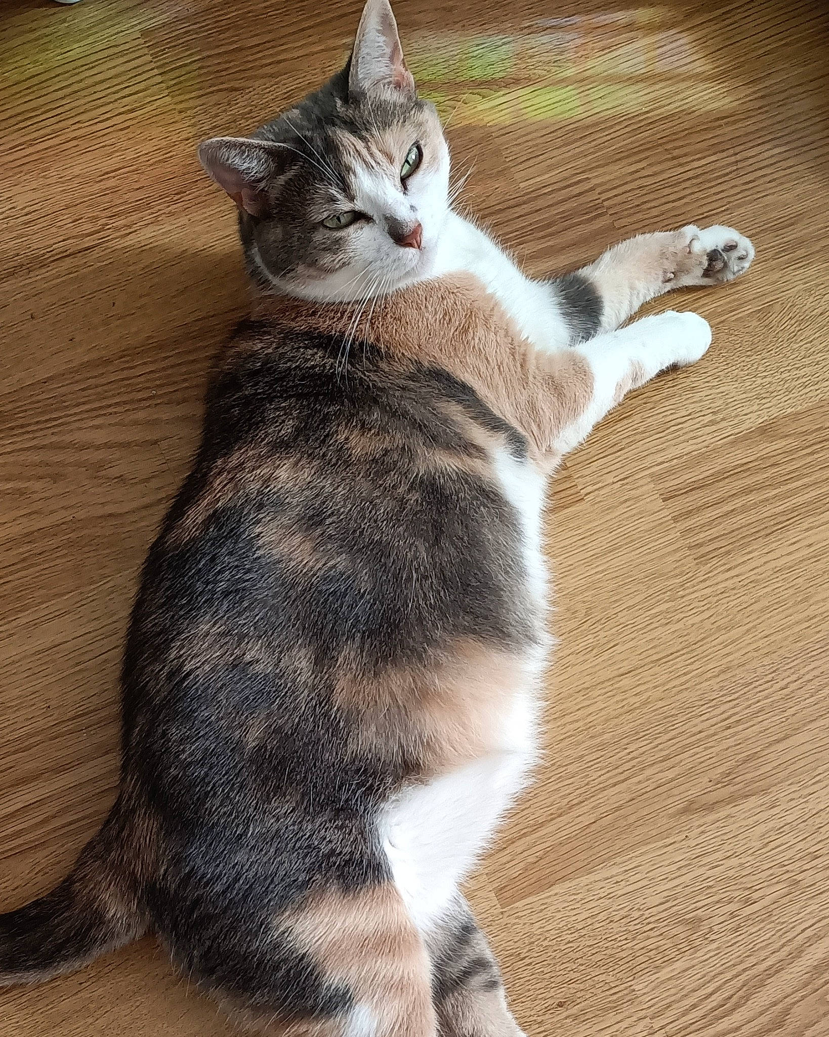 Frisquette a rejoint le concours — aidez-le/la à gagner de superbes lots ! carnivore, cat, claw, comfort, domestic_short_haired_cat, fawn, felidae, foot, fur, paw, photo_caption, sitting, small_to_medium_sized_cats, snout, tail, whiskers, wood